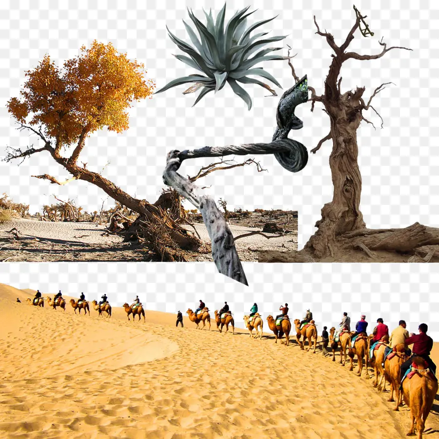 Deserto，Camelos PNG