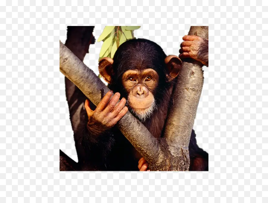 Chimpanzé，Filhotes De Macacos PNG