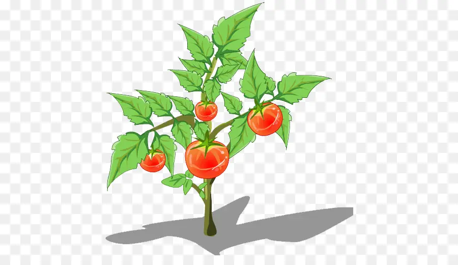 Planta De Tomate，Folhas PNG