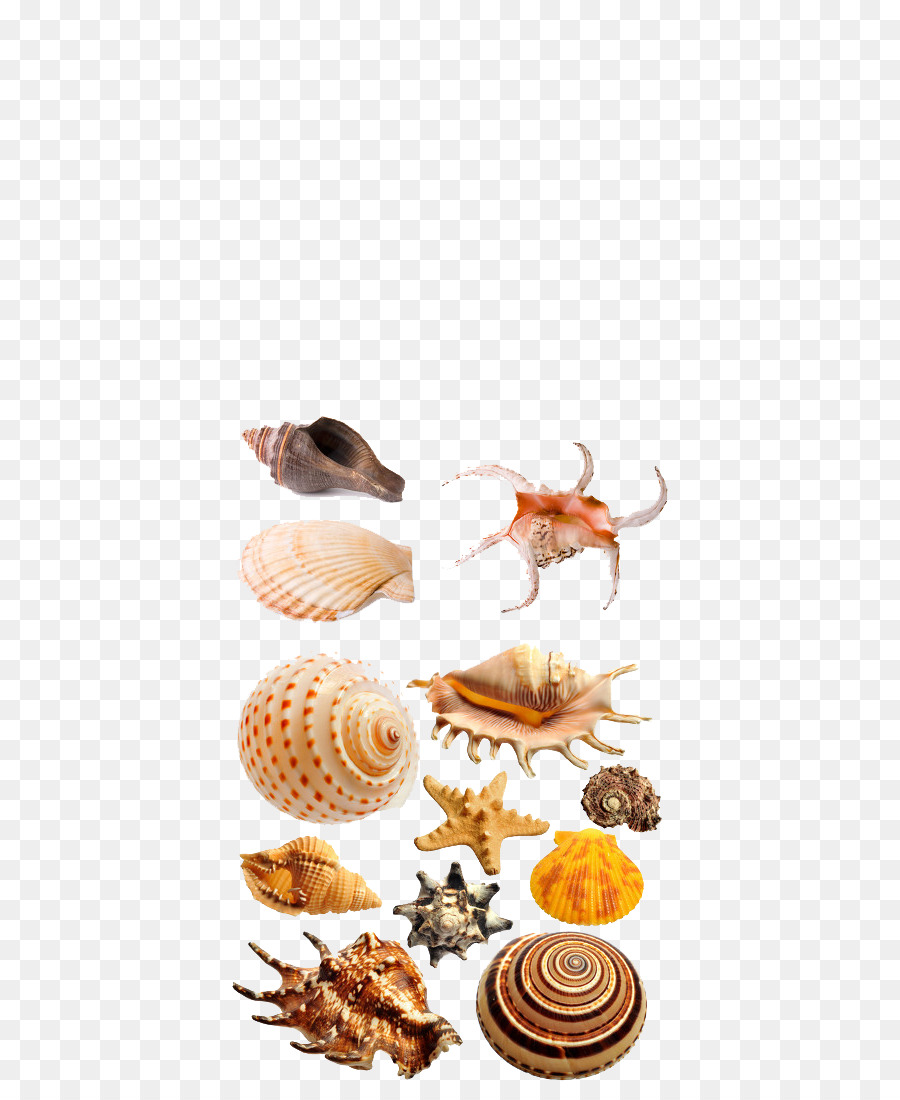 Seashell，Mar PNG