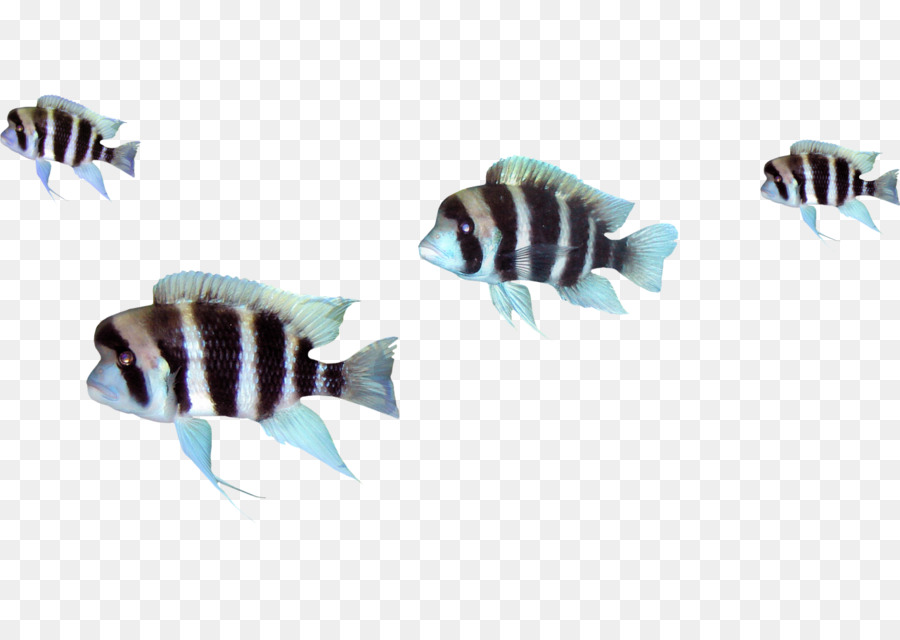 Peixe，Aquático PNG