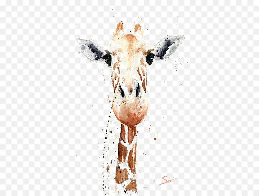 Girafa，Pintura Em Aquarela PNG