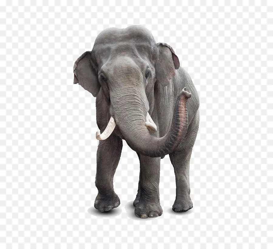 Elefante Africano，Elefante Indiano PNG