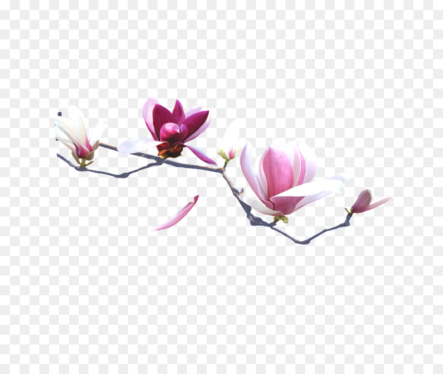 Flores Laranja，Filial PNG