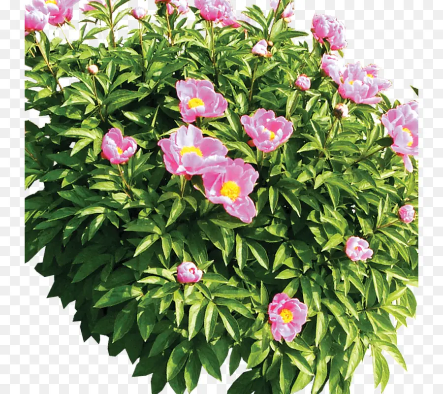 Flores Cor De Rosa，Folhas Verdes PNG