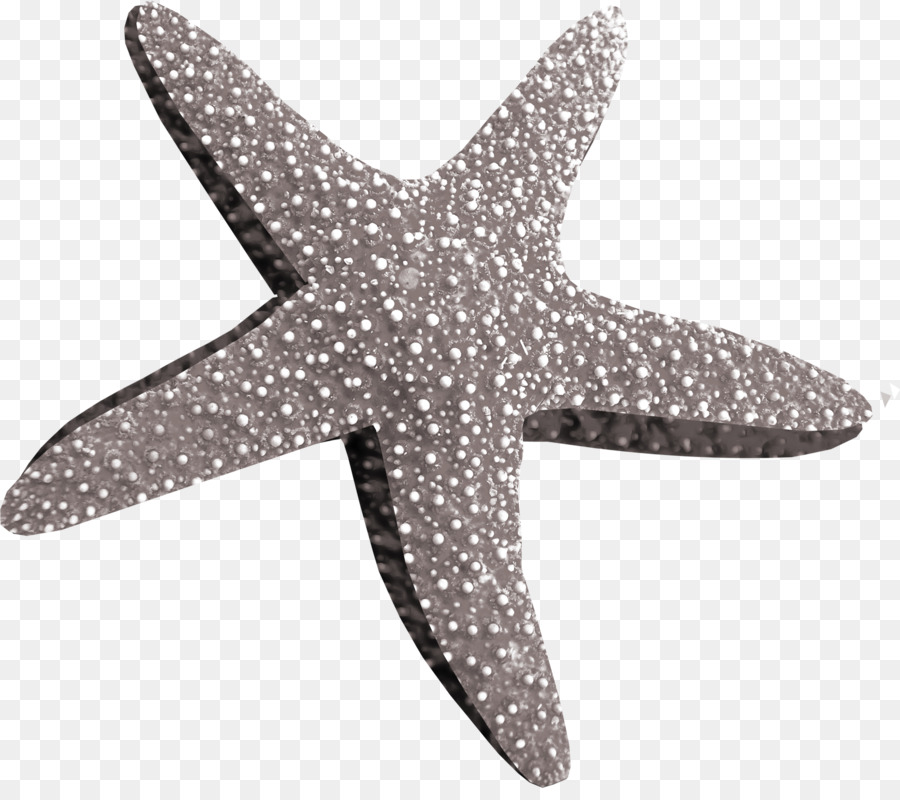 Estrela Do Mar，Seashell PNG