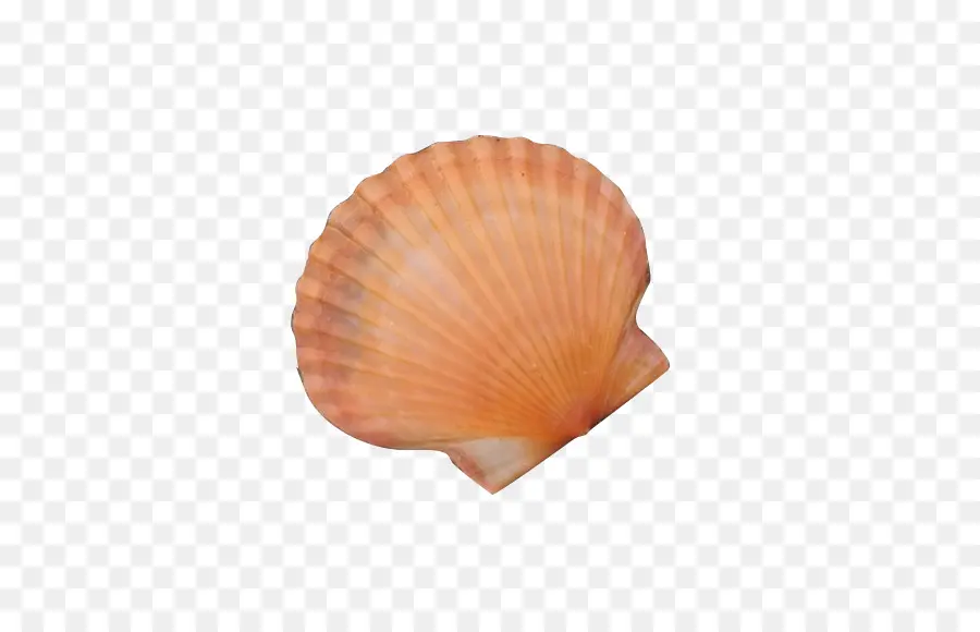 Berbigão，Seashell PNG