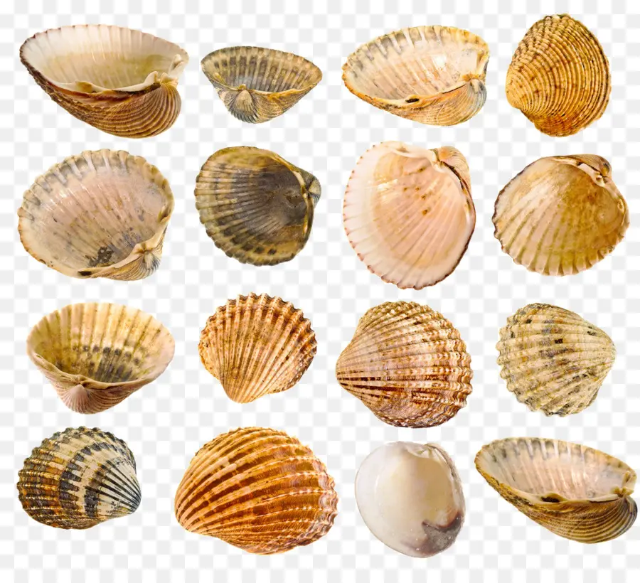 Mexilhão，Seashell PNG