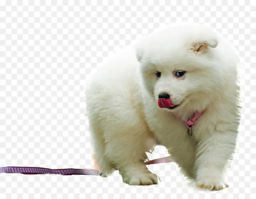 Samoyed Cão，Spitz Japonês PNG