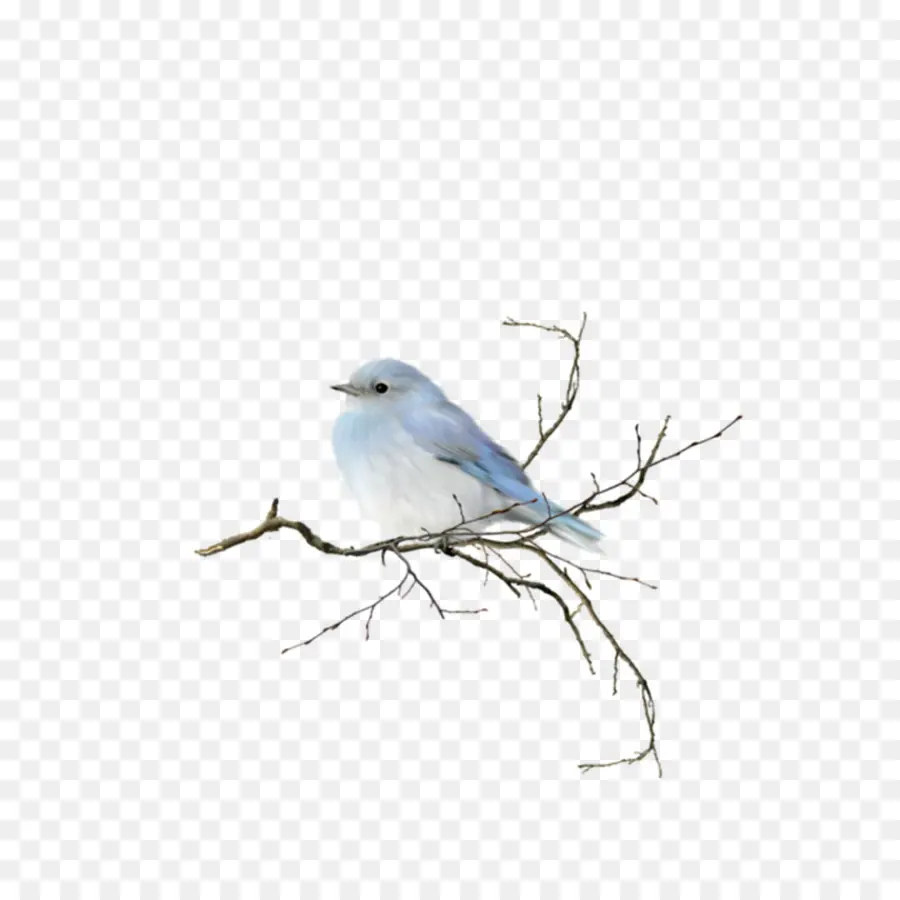 Aves，Pintura Em Aquarela PNG