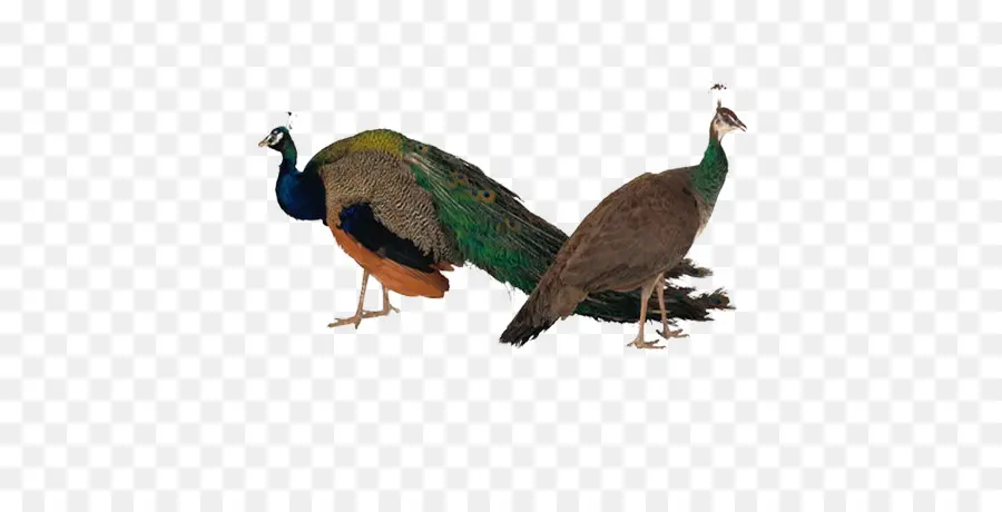 Asiática Peafowl，Aves PNG