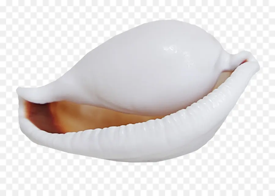 Seashell，Búzio PNG