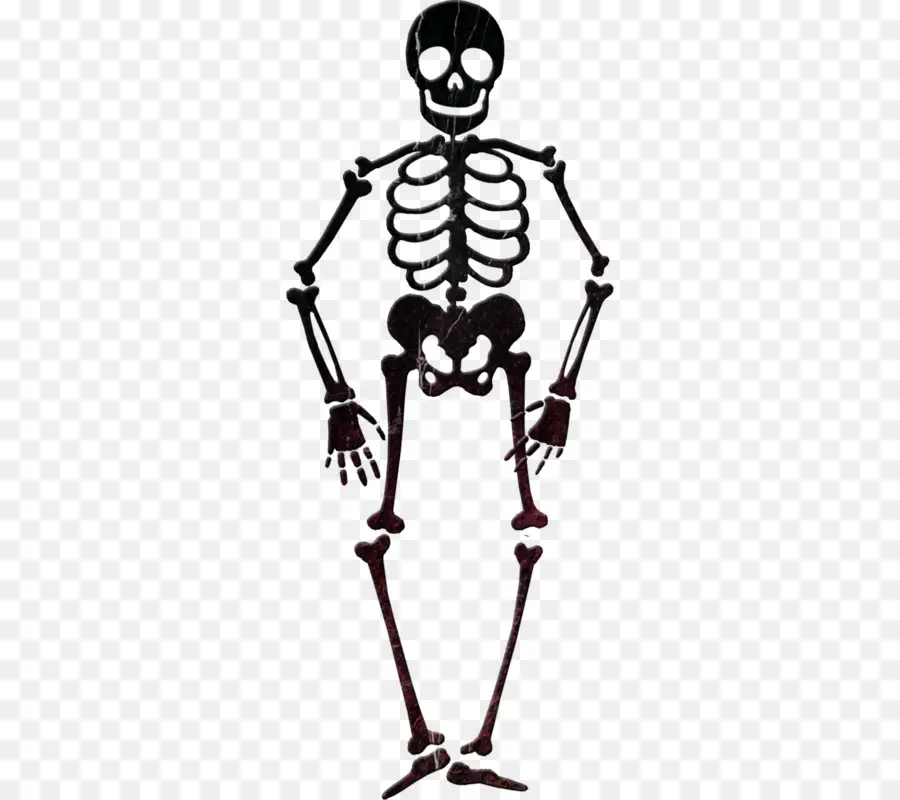 Esqueleto，Download PNG