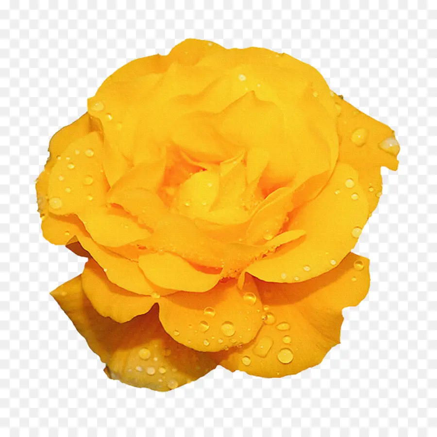 Rosa，Flor PNG