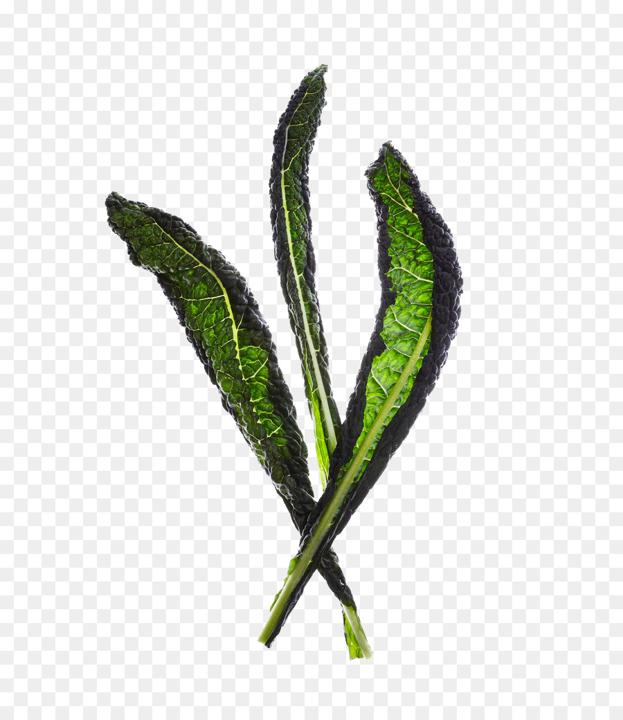 Folha，Vegetal PNG