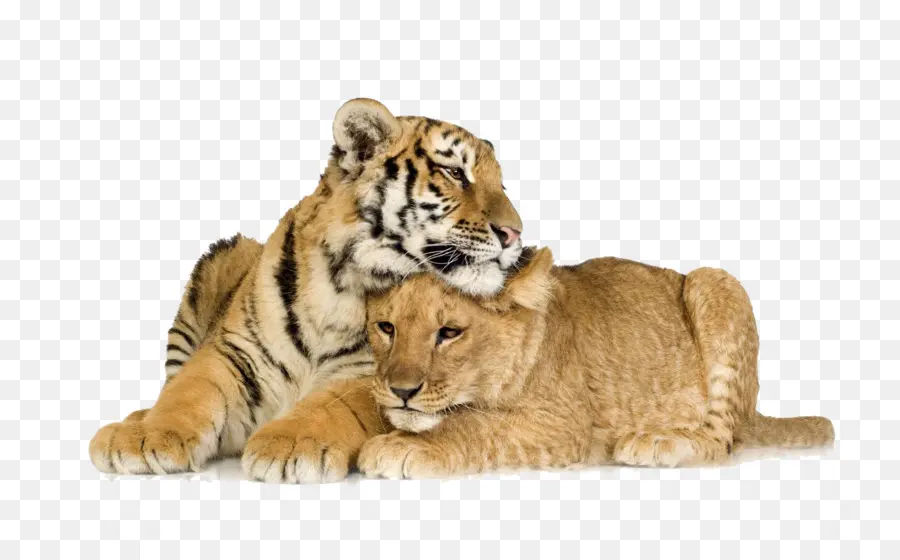 Filhotes De Tigre E Leão，Filhotes PNG