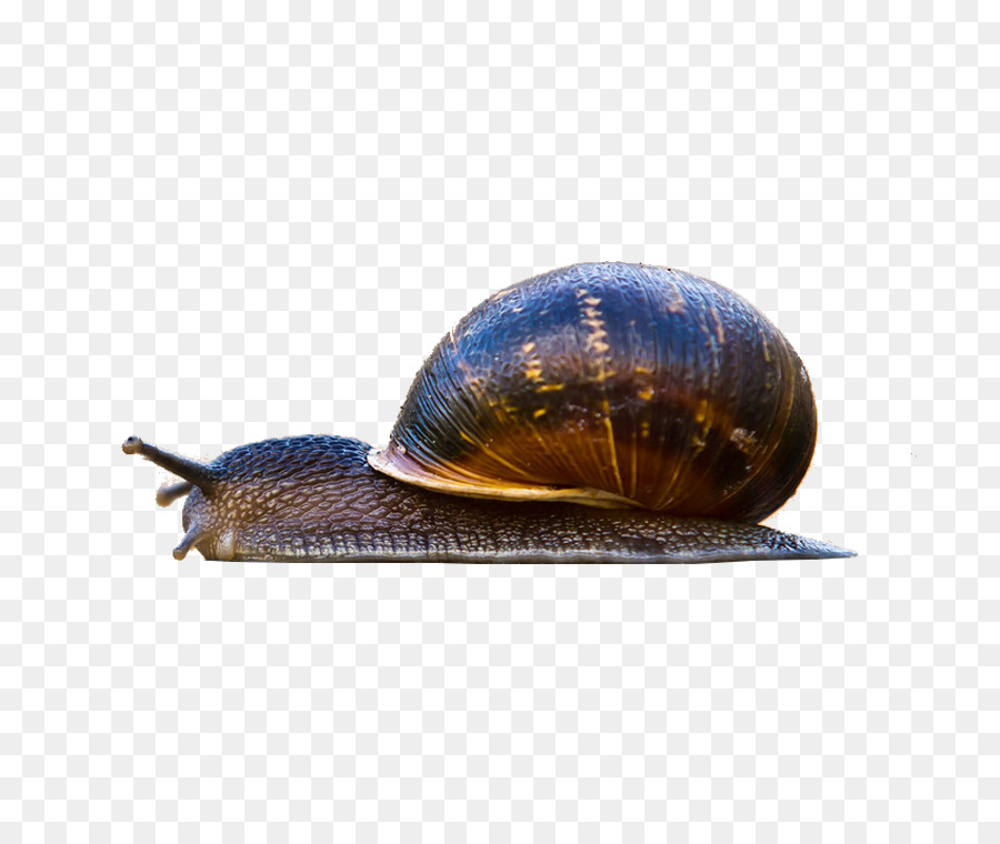 Macintosh，Caracol PNG