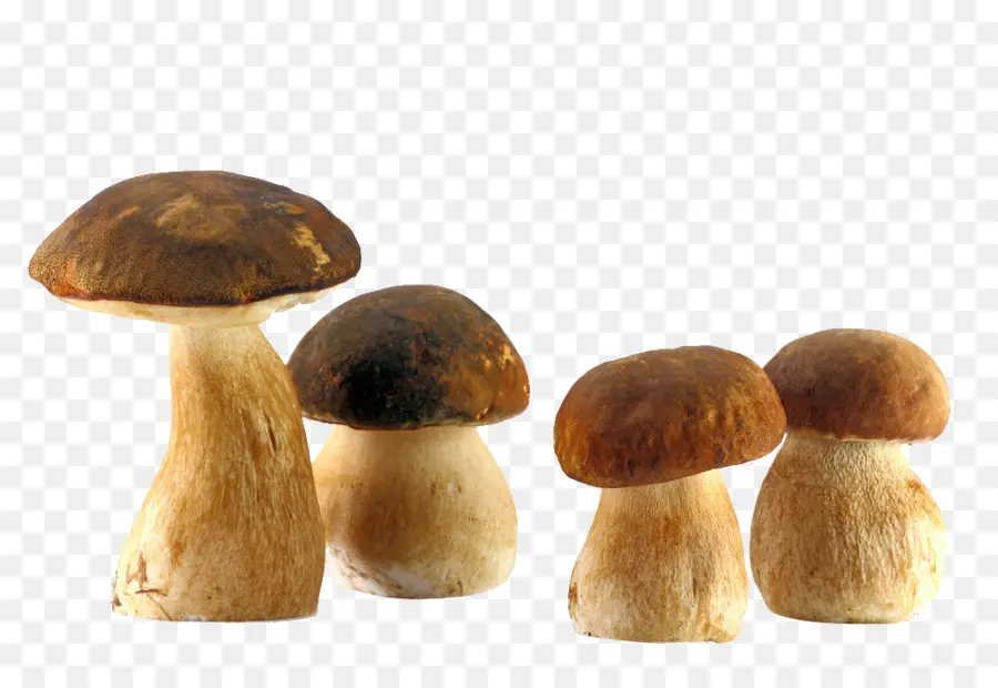 Boletus Edulis，Cogumelo PNG