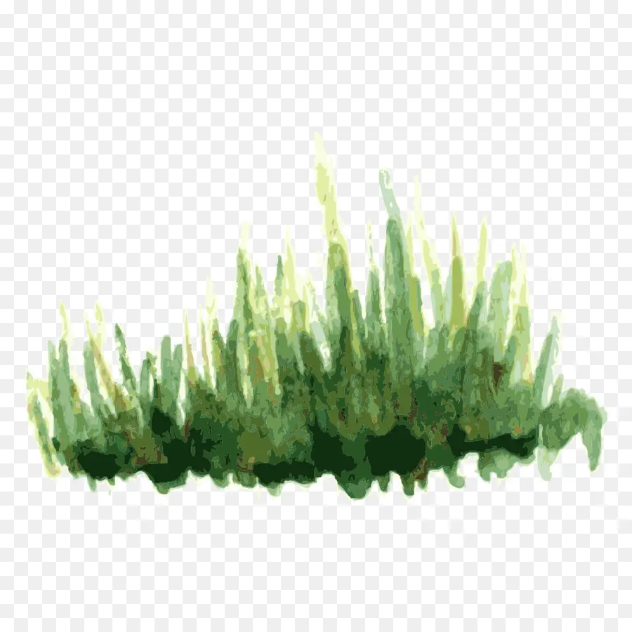 árvore，Planta PNG