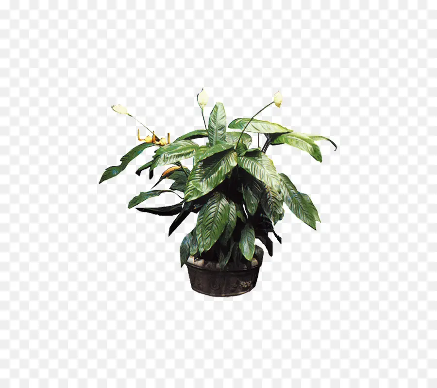 Planta，Bonsai PNG