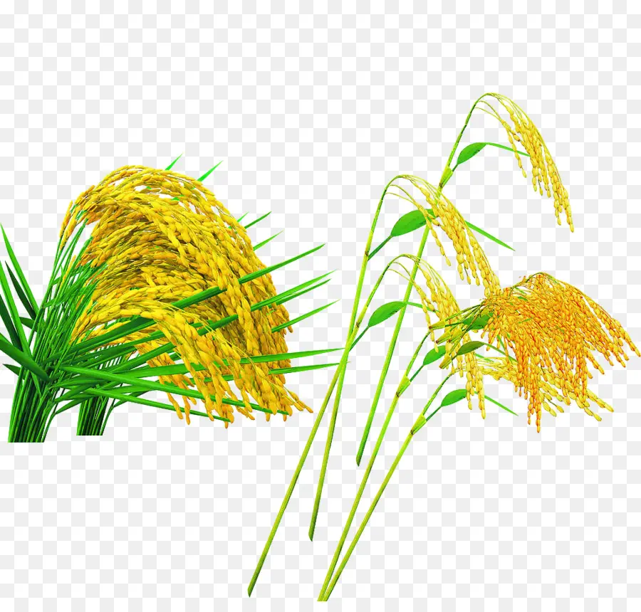 Oryza Sativa，Cultura PNG