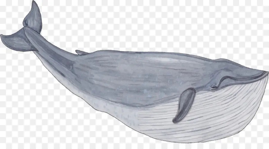 Balaenidae，Baleia PNG