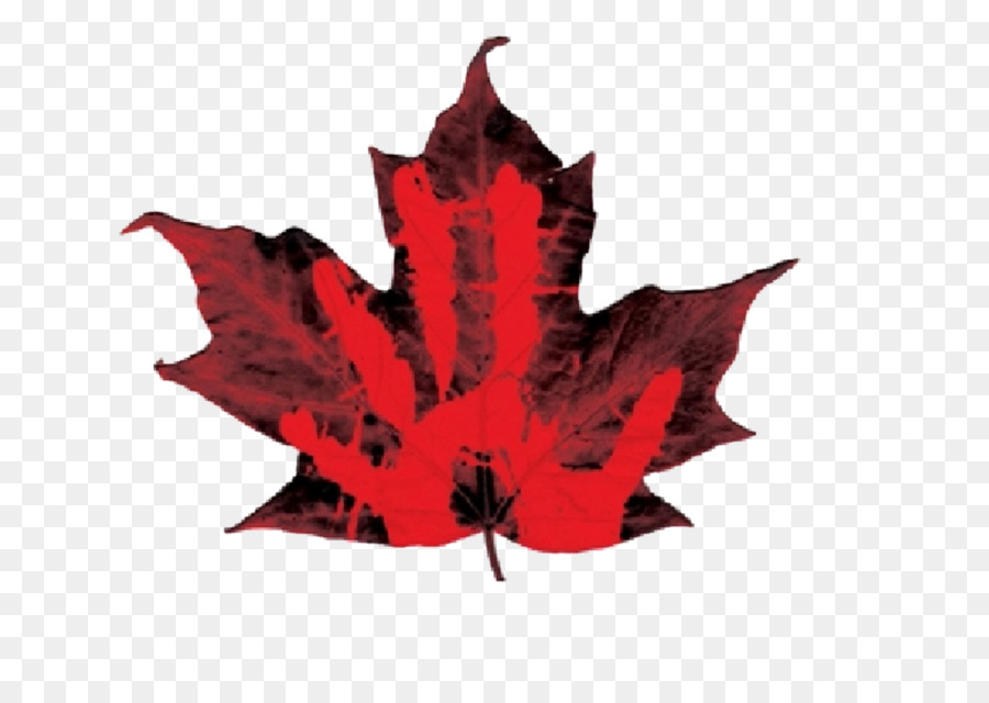 Folha De Bordo，Canadá PNG