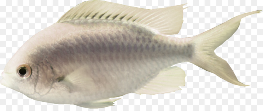 Peixe Amarelo，Mar PNG