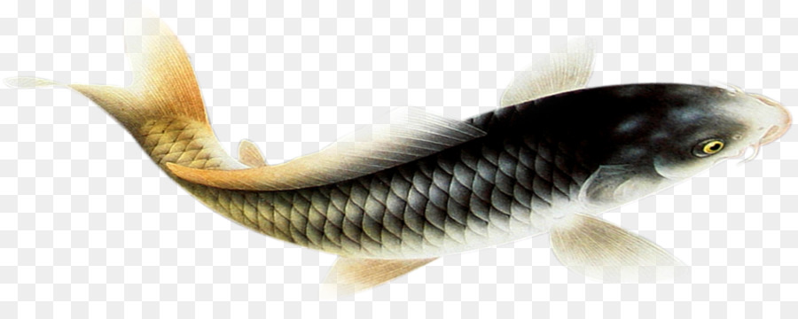 Peixe，Aquático PNG