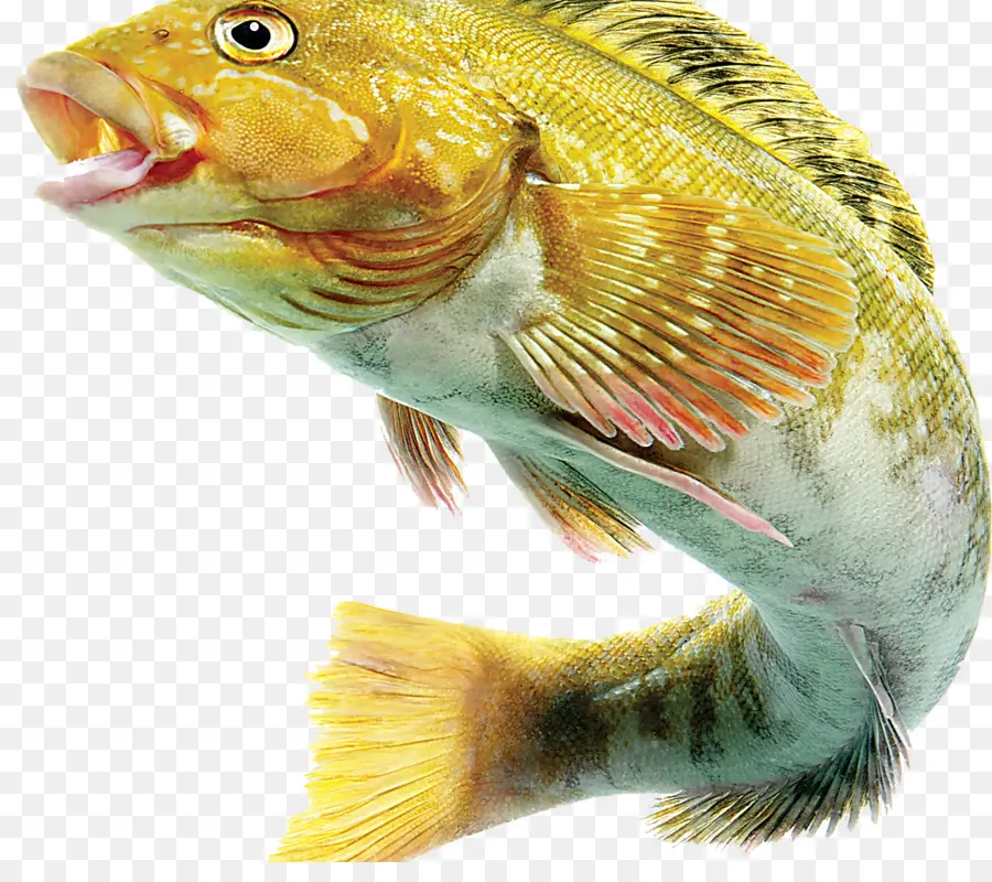 Peixe，Aquático PNG