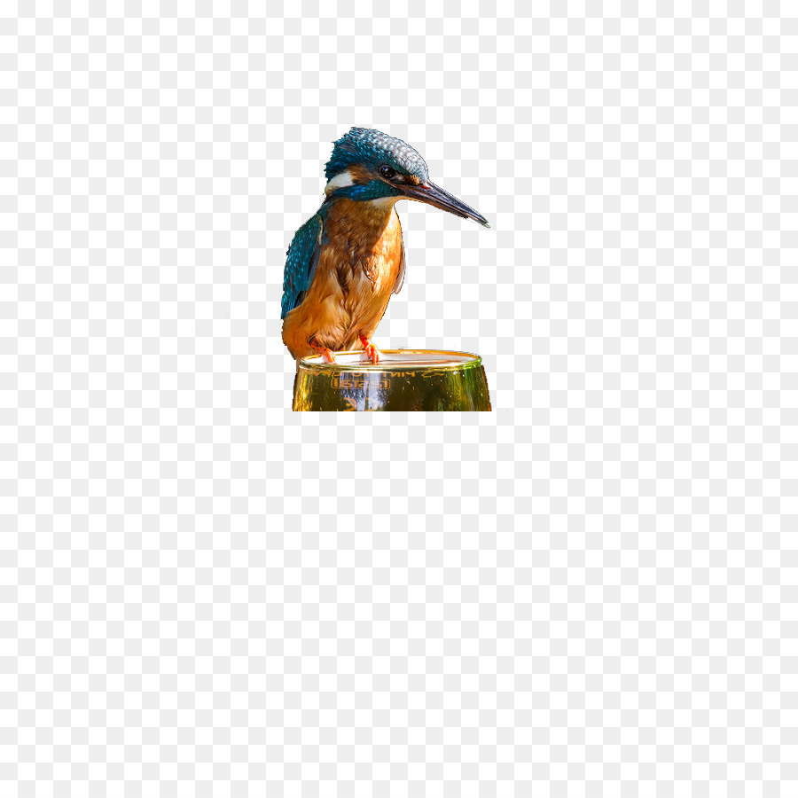 De Passeriformes，Aves PNG