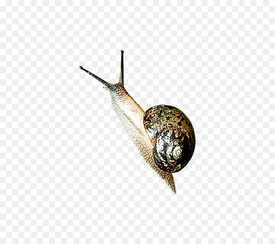 Caracol Marrom，Concha PNG