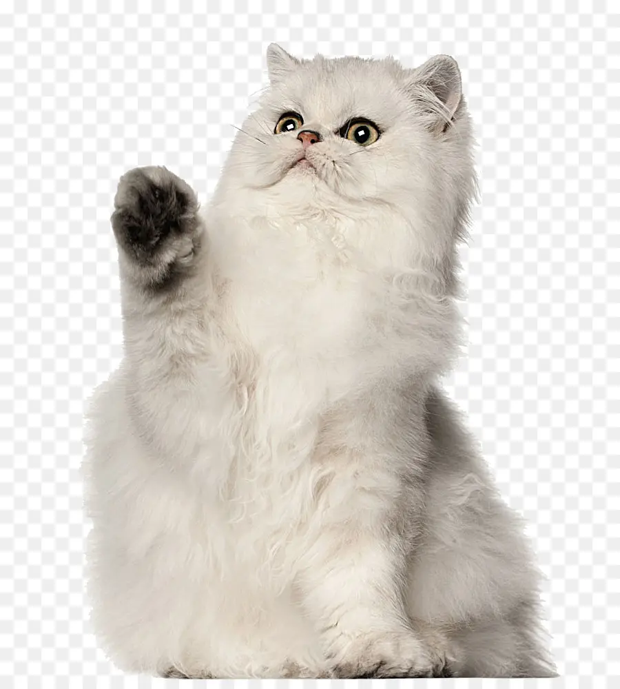 Gato Persa，British Shorthair PNG