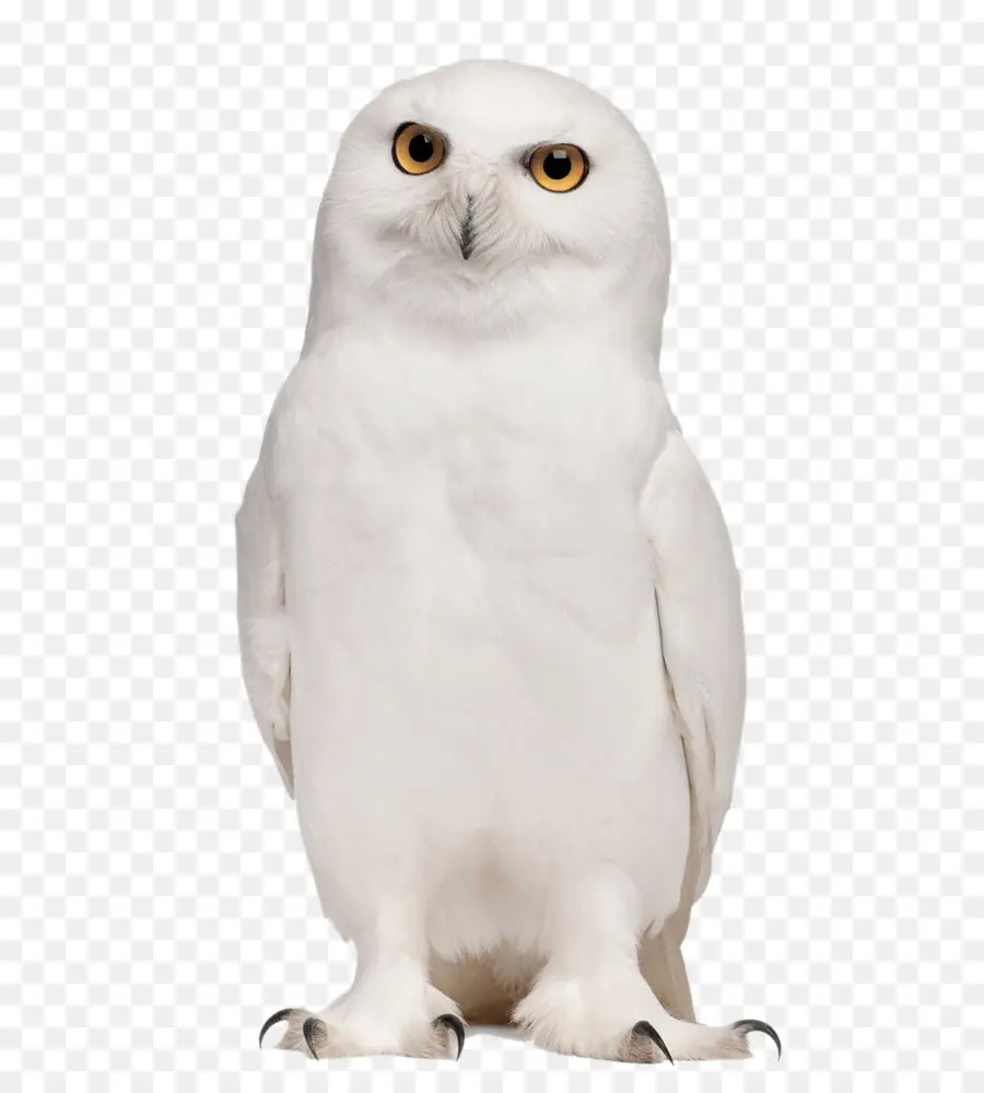 Coruja，Aves PNG