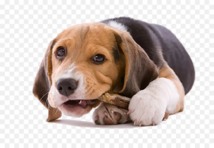 Filhote De Cachorro，Cachorro PNG