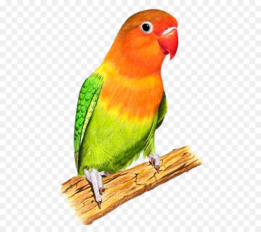 Periquito，Lovebird PNG