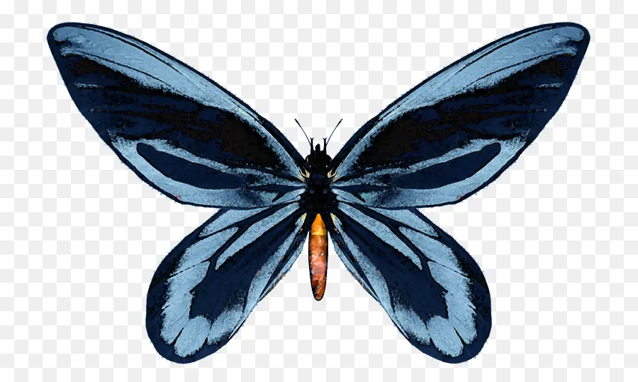 Nymphalidae，Borboleta PNG