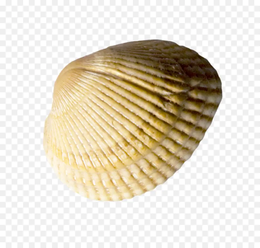 Berbigão，Seashell PNG