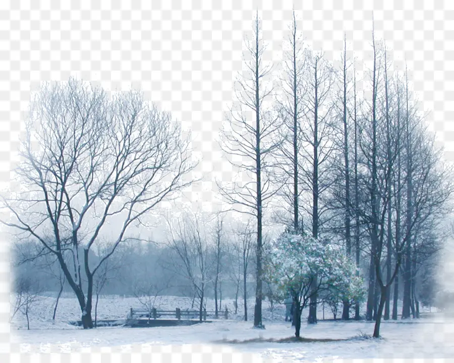 Árvores De Inverno，Neve PNG