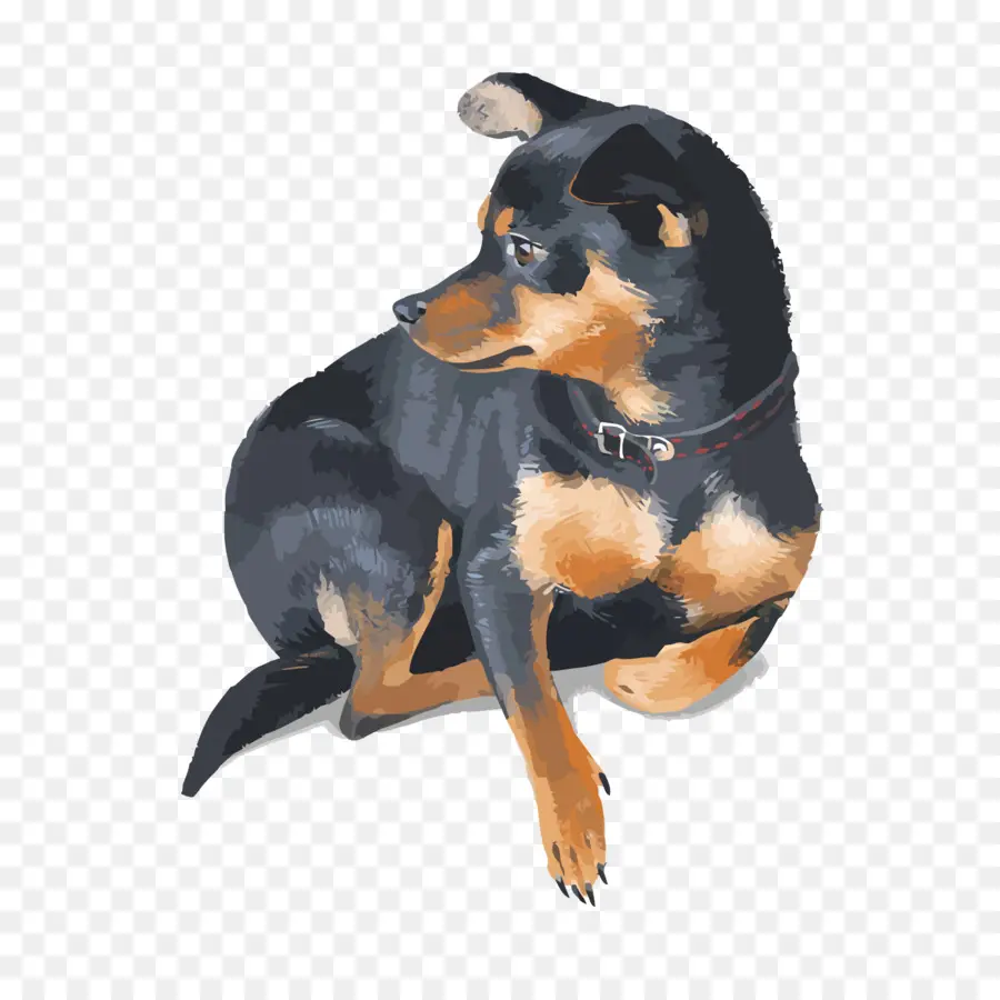 Pinscher Miniatura，Rottweiler PNG