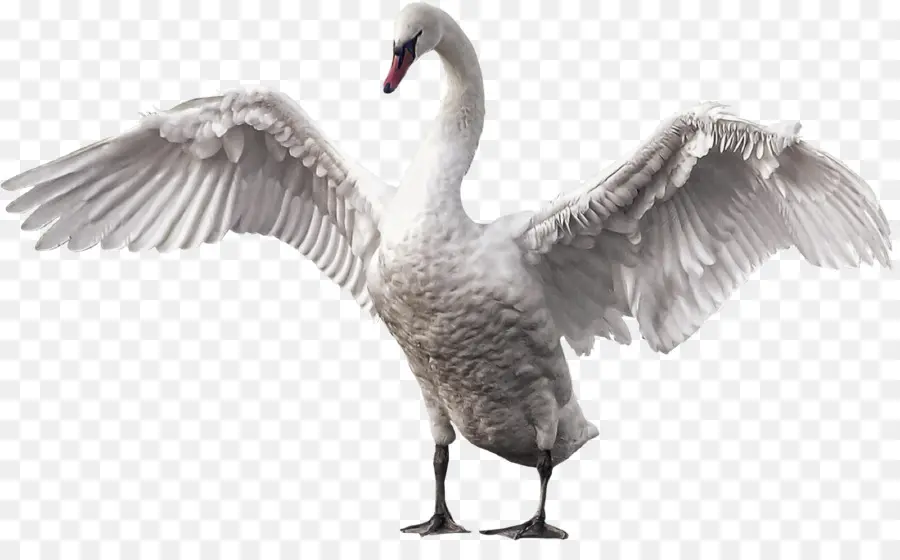 Cisne，Pássaro PNG