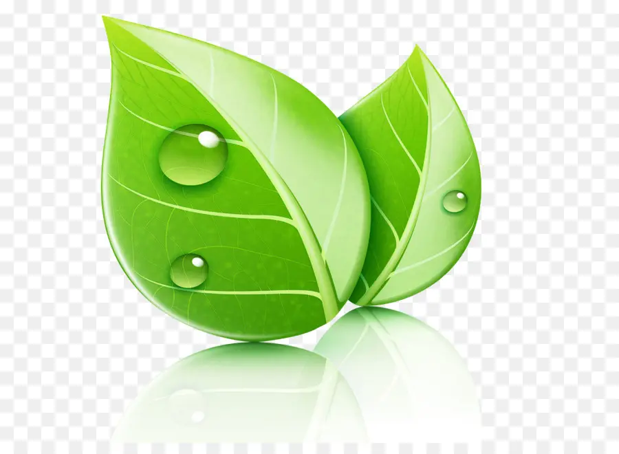 Folha Verde，Natureza PNG