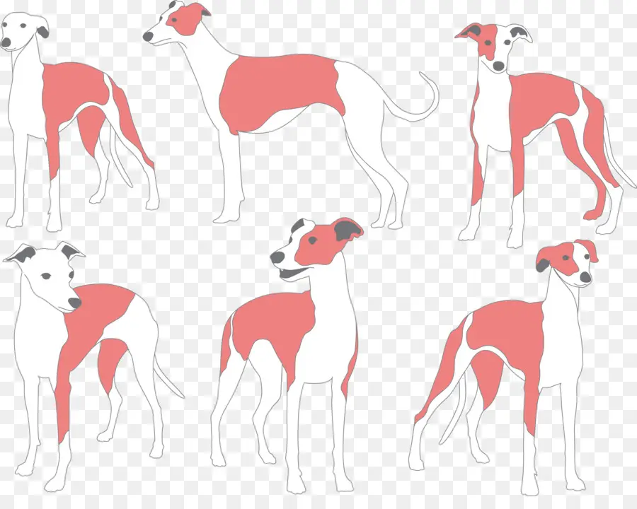 Whippet，Italian Greyhound PNG