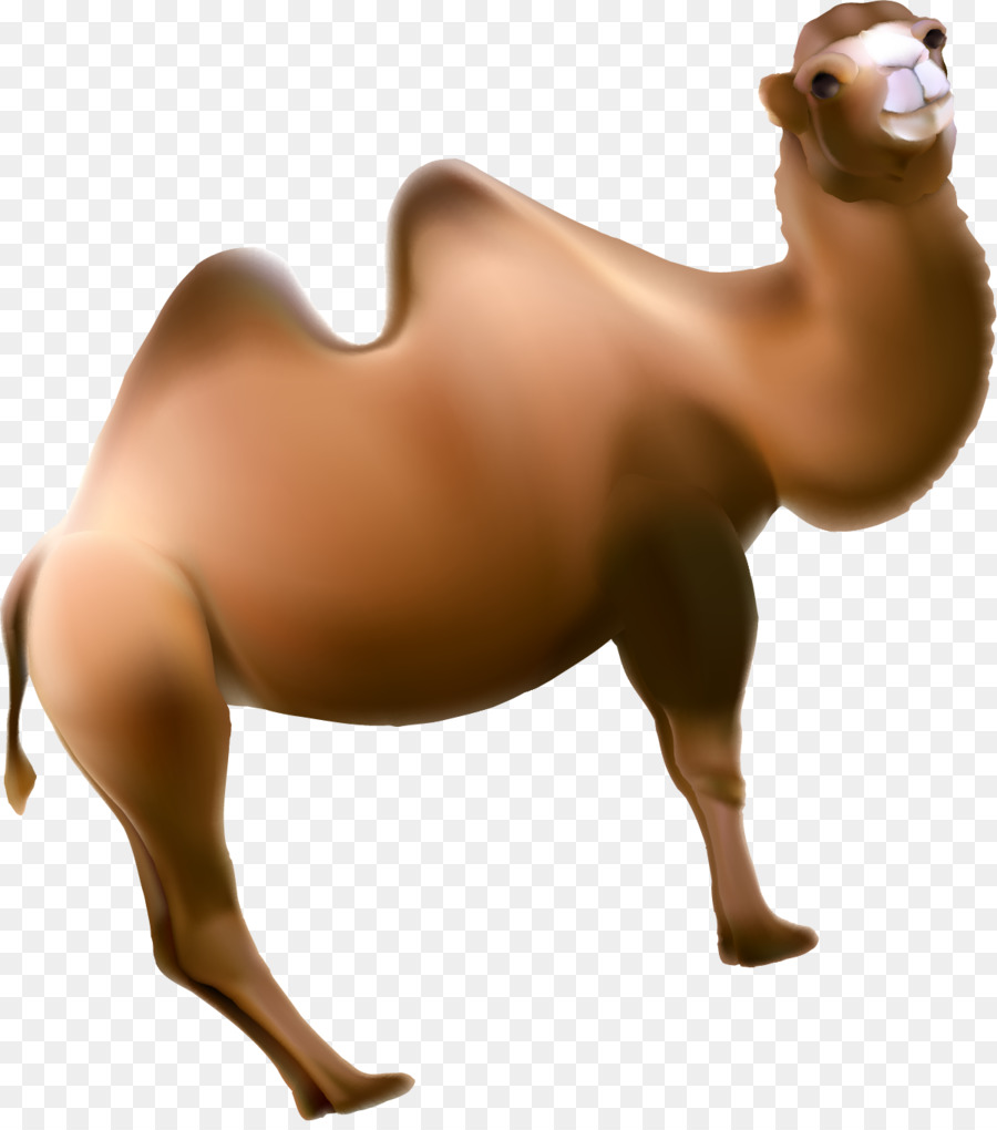 O Dromedário，Cavalo PNG