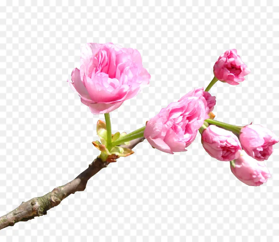 Flores De Cerejeira，Filial PNG