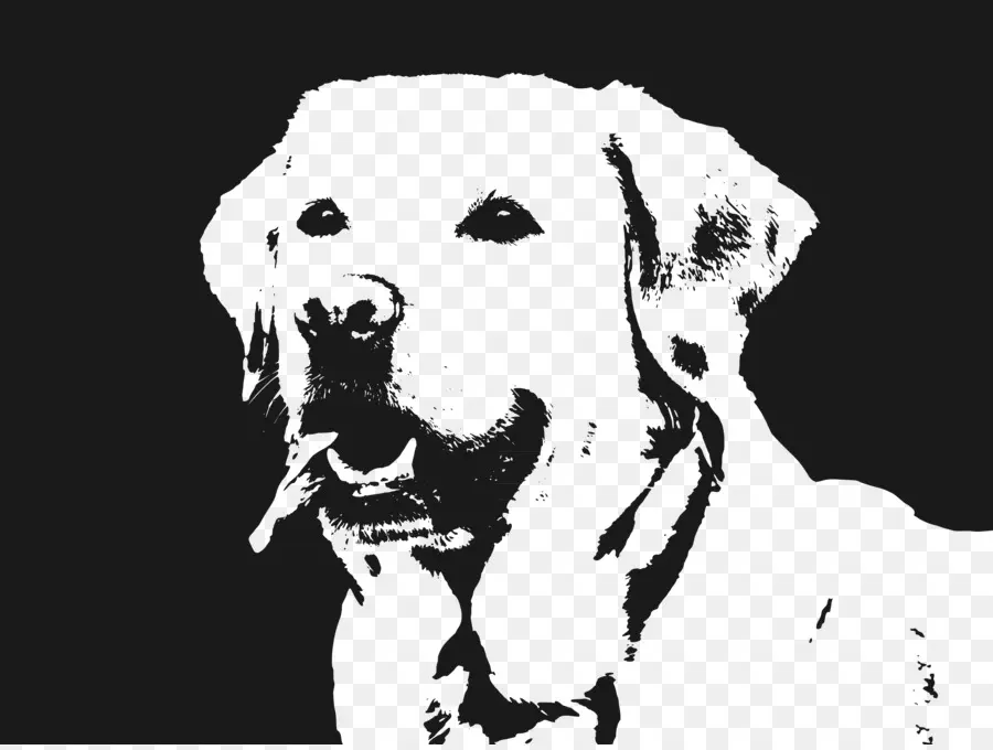 Labrador Retriever，Retriever PNG