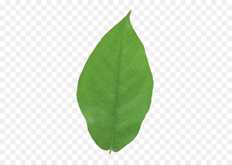 Folha Verde，Plantar PNG