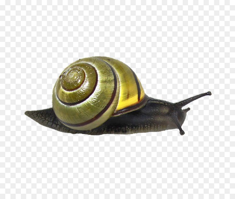 Caracol Marrom，Concha PNG