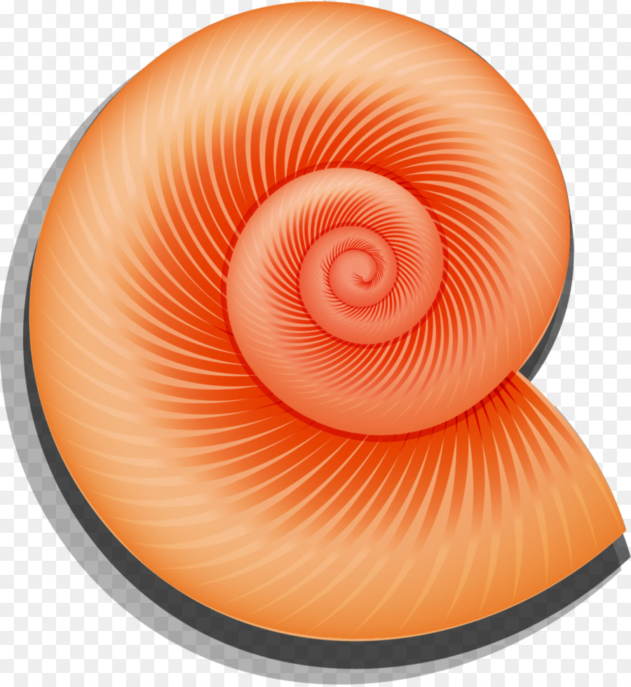 Orthogastropoda，Caracol PNG