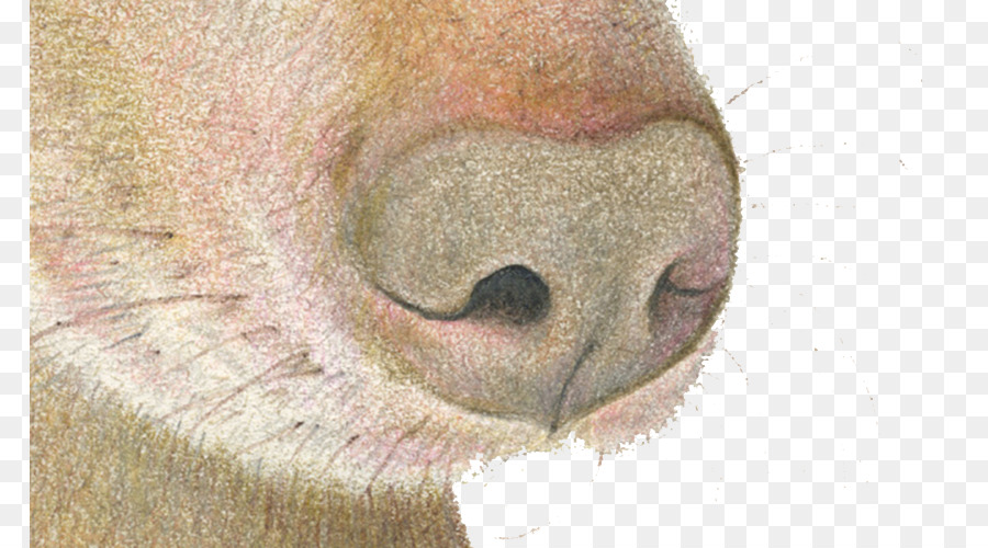 Nariz De Animal，Focinho PNG